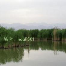 ά