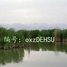 г