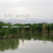 赸