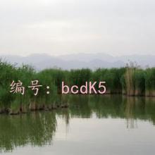 ʱ