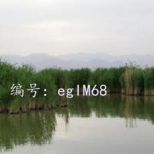 赸