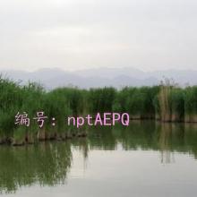 赸